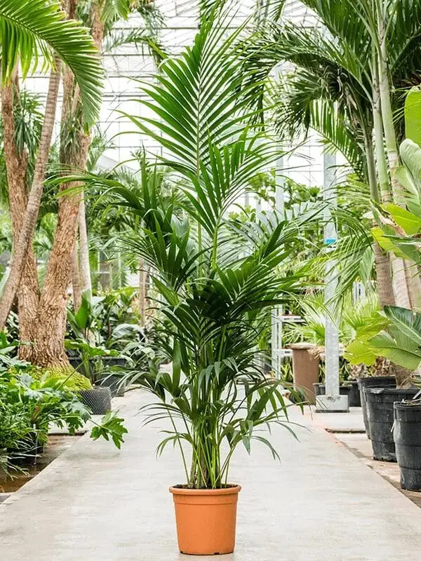 Kentia Palm (Howea fosteriana)