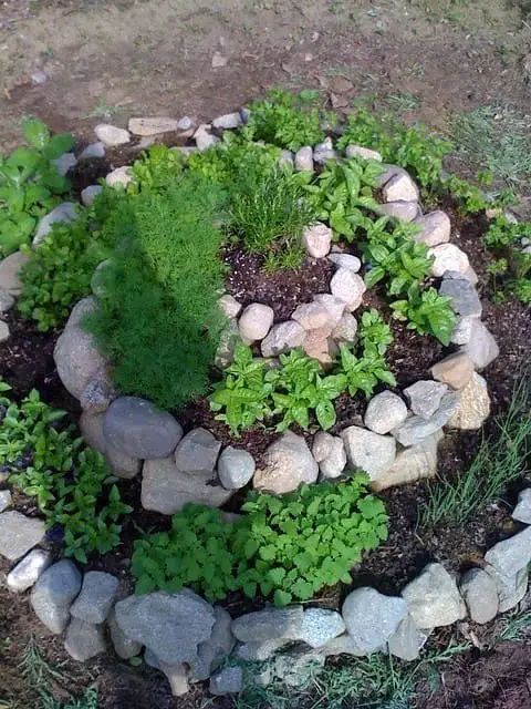 Herb Spiral