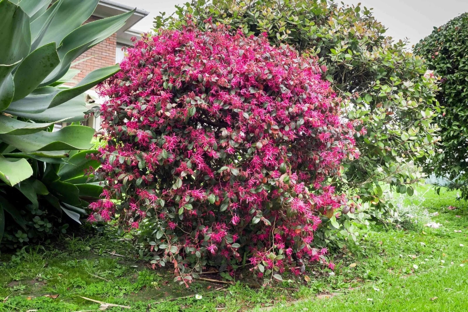 Small, Pruned Flowering Bush