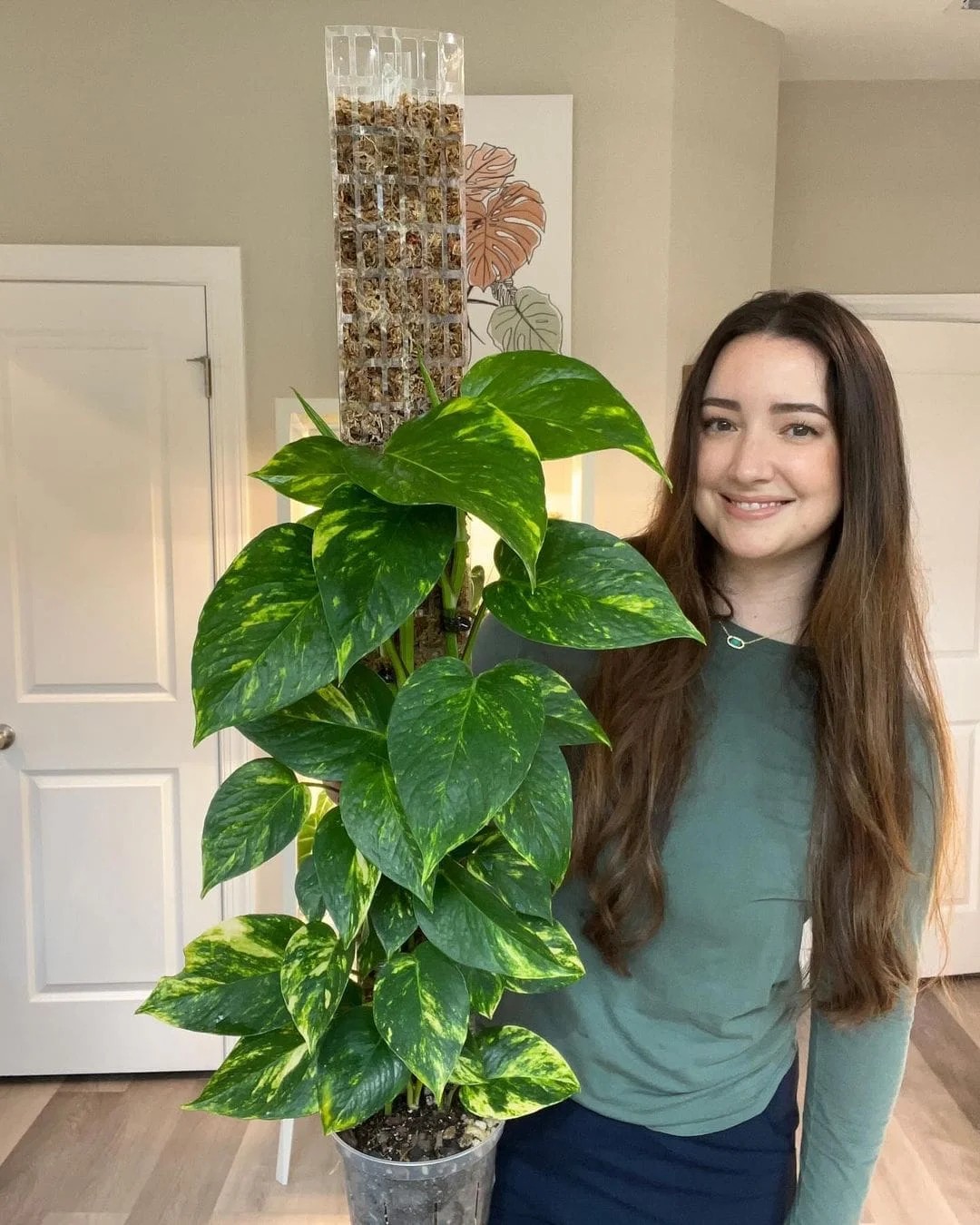 Golden Pothos