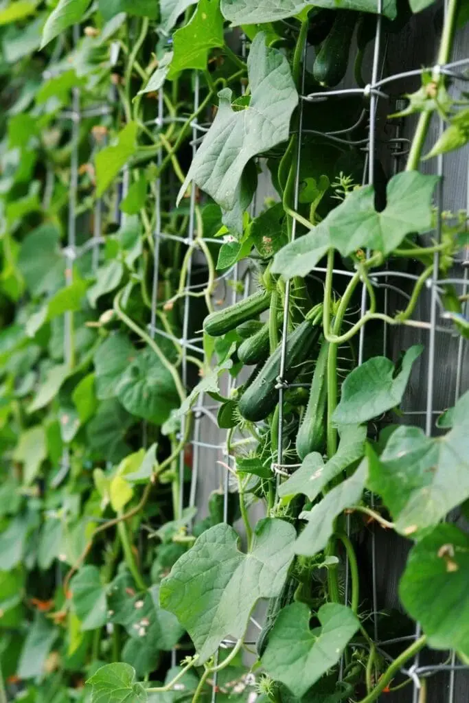 Train vining plants like cucumbers or pole beans to grow up a trellis or wire cage for a productive vertical garden.