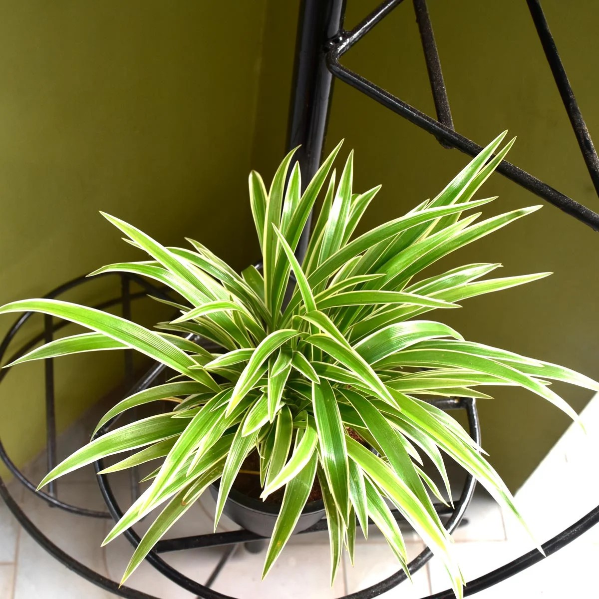 Spider Plant (Chlorophytum comosum)