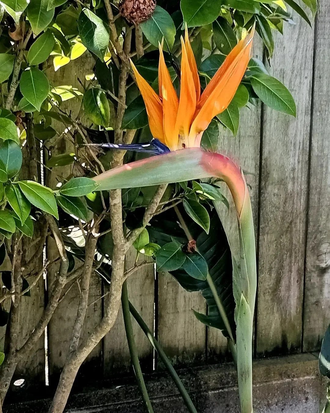 Bird-of-Paradise