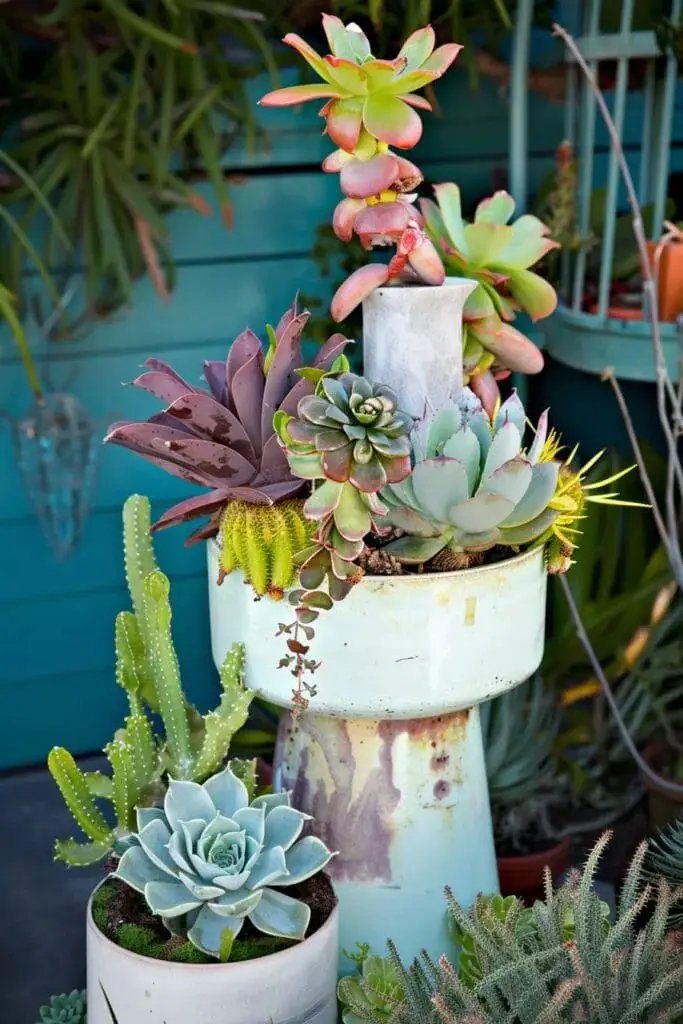 Succulents