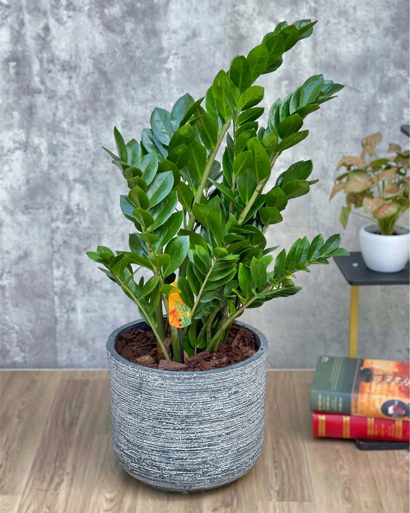 ZZ Plant (Zamioculcas zamiifolia)