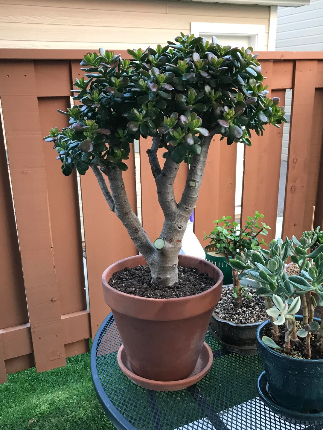 Jade Plant (Crassula ovata)