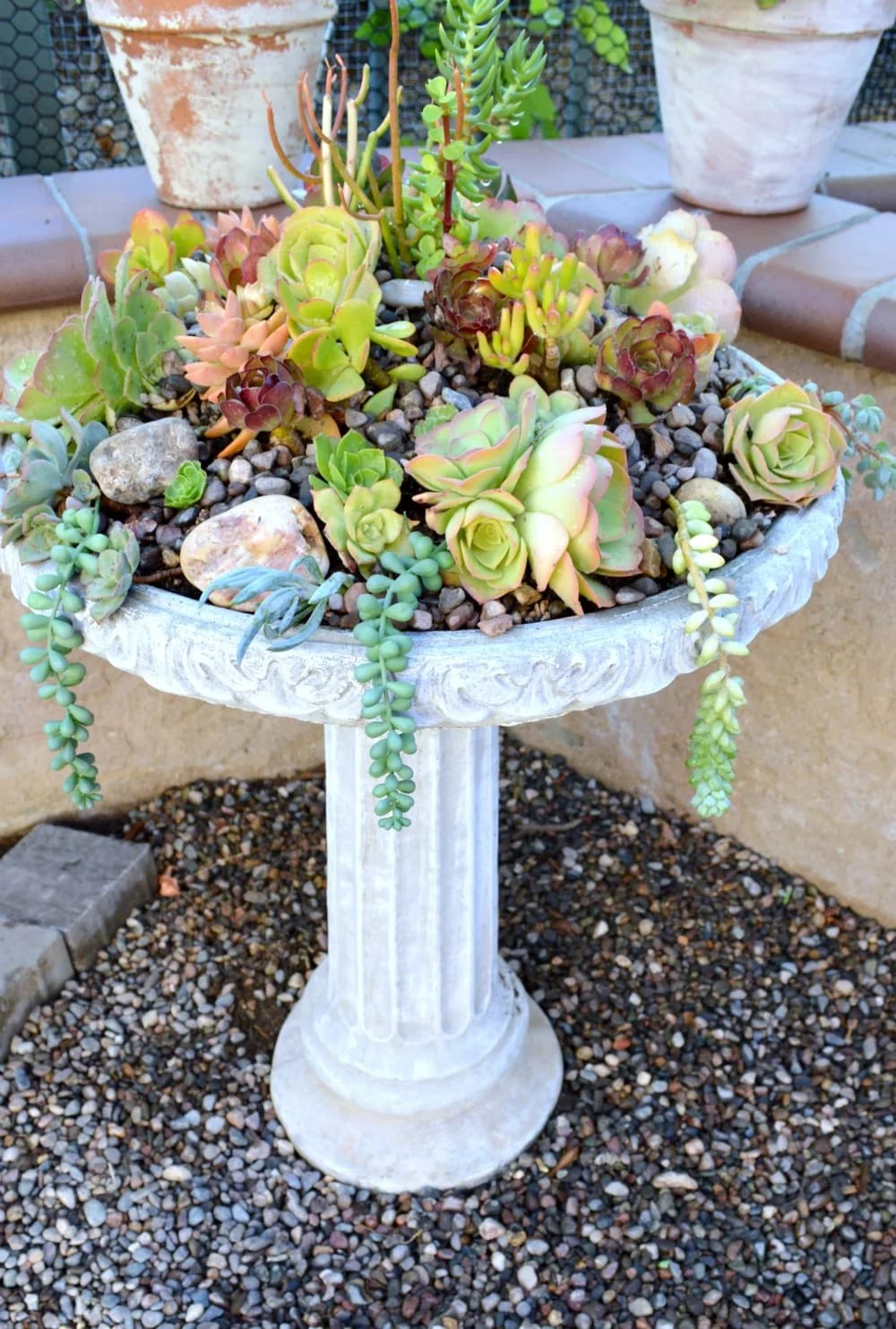 Succulents in a Birdbath