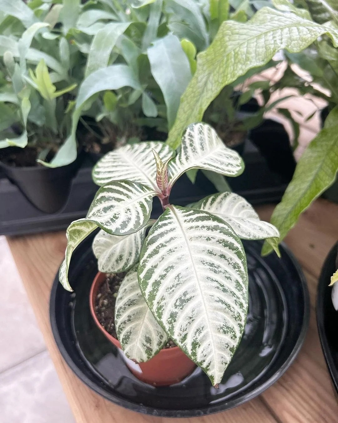 Zebra Plant