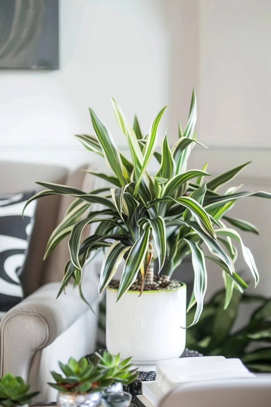 Corn Plant (Dracaena fragrans massangeana): The Tropical Vibe