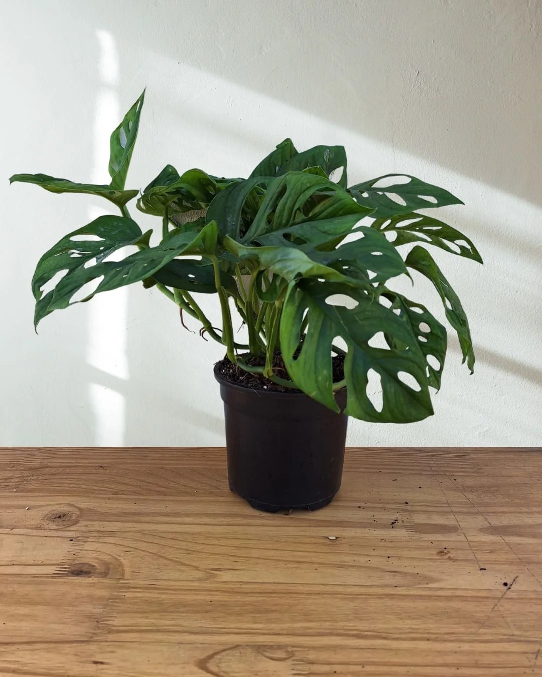 Monstera Swiss Cheese Plant