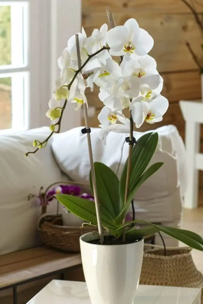 Phalaenopsis Orchid: The Classic Beauty