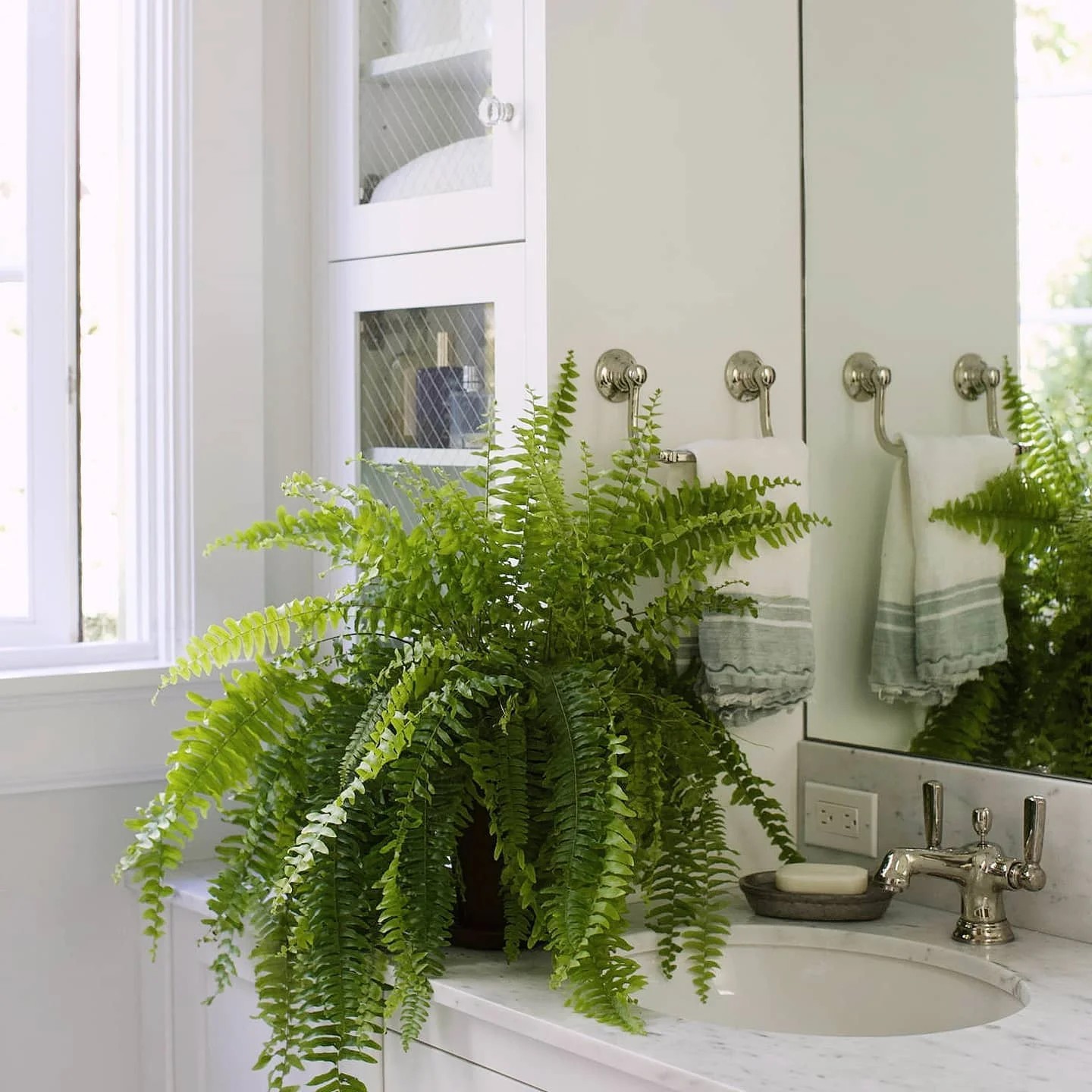 Boston Fern