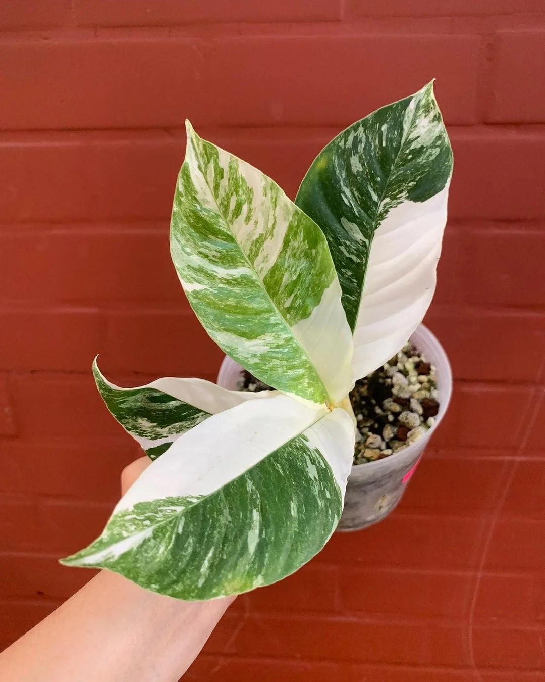 Marble Queen Pothos (Epripremnum pinnatum ‘Marble Queen’)