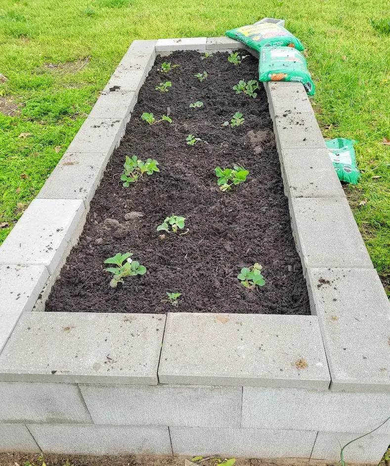 Cinder Block Raised Beds