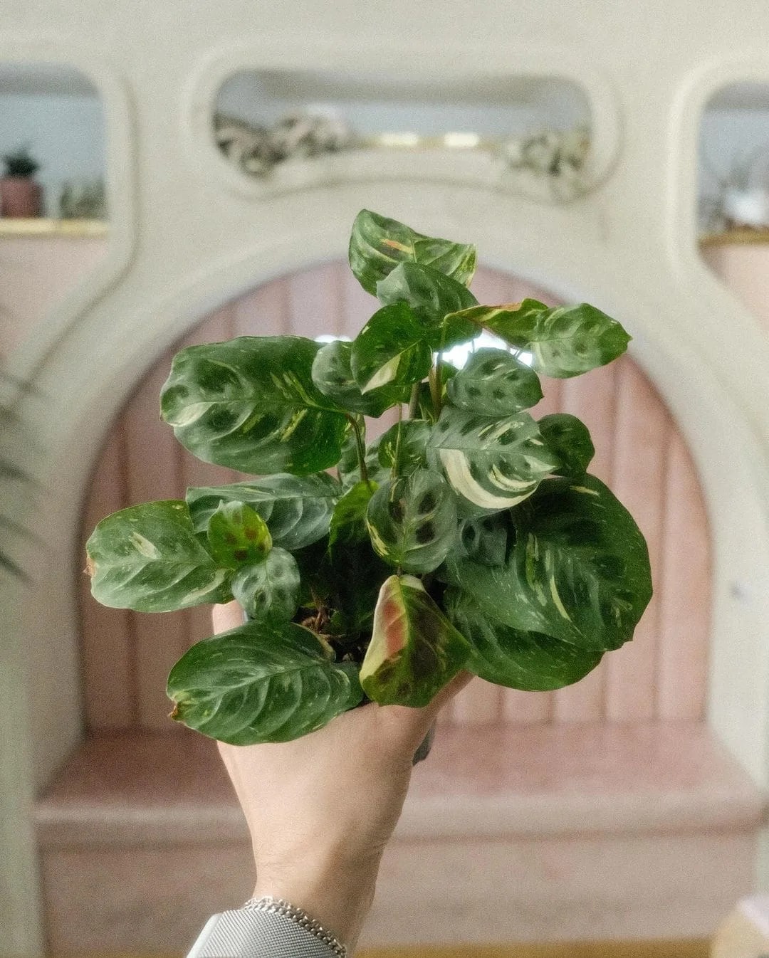 Prayer Plant ‘Beauty Kim’