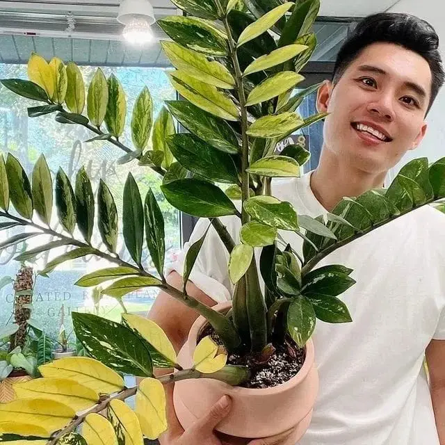 ZZ Plant