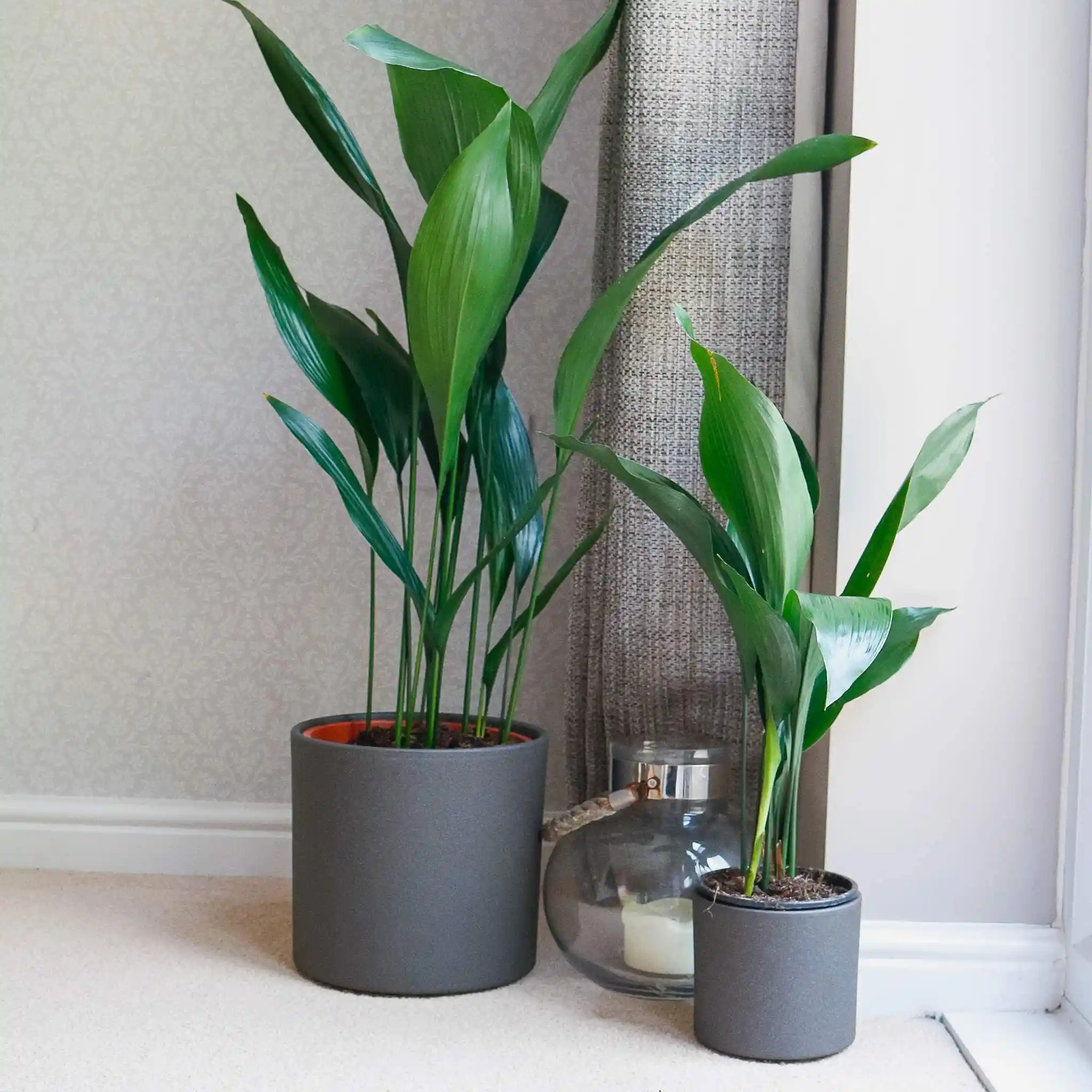 Cast Iron Plant (Aspidistra elatior)