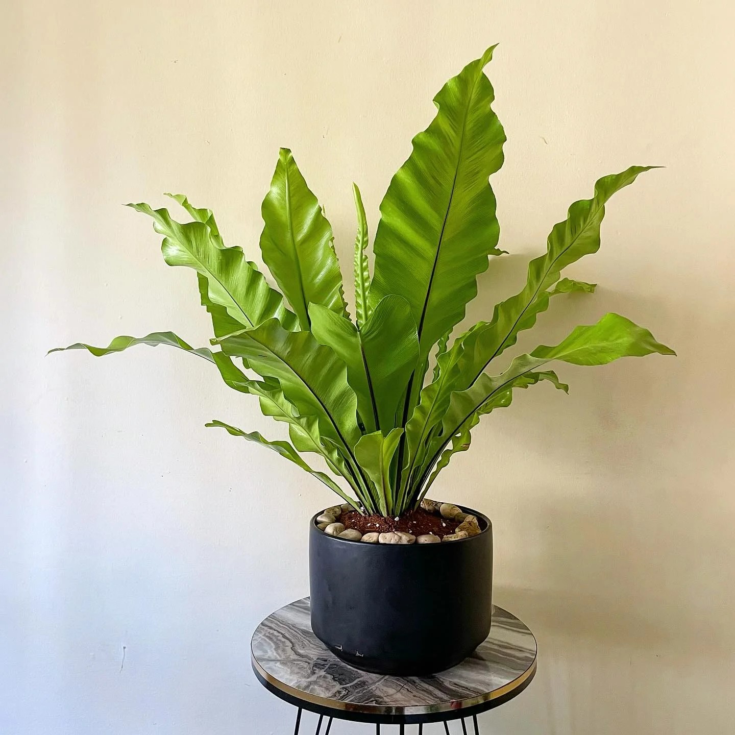 Bird’s Nest Fern