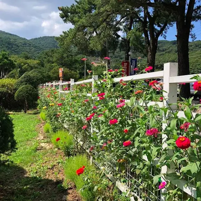 Rose Climber Fence