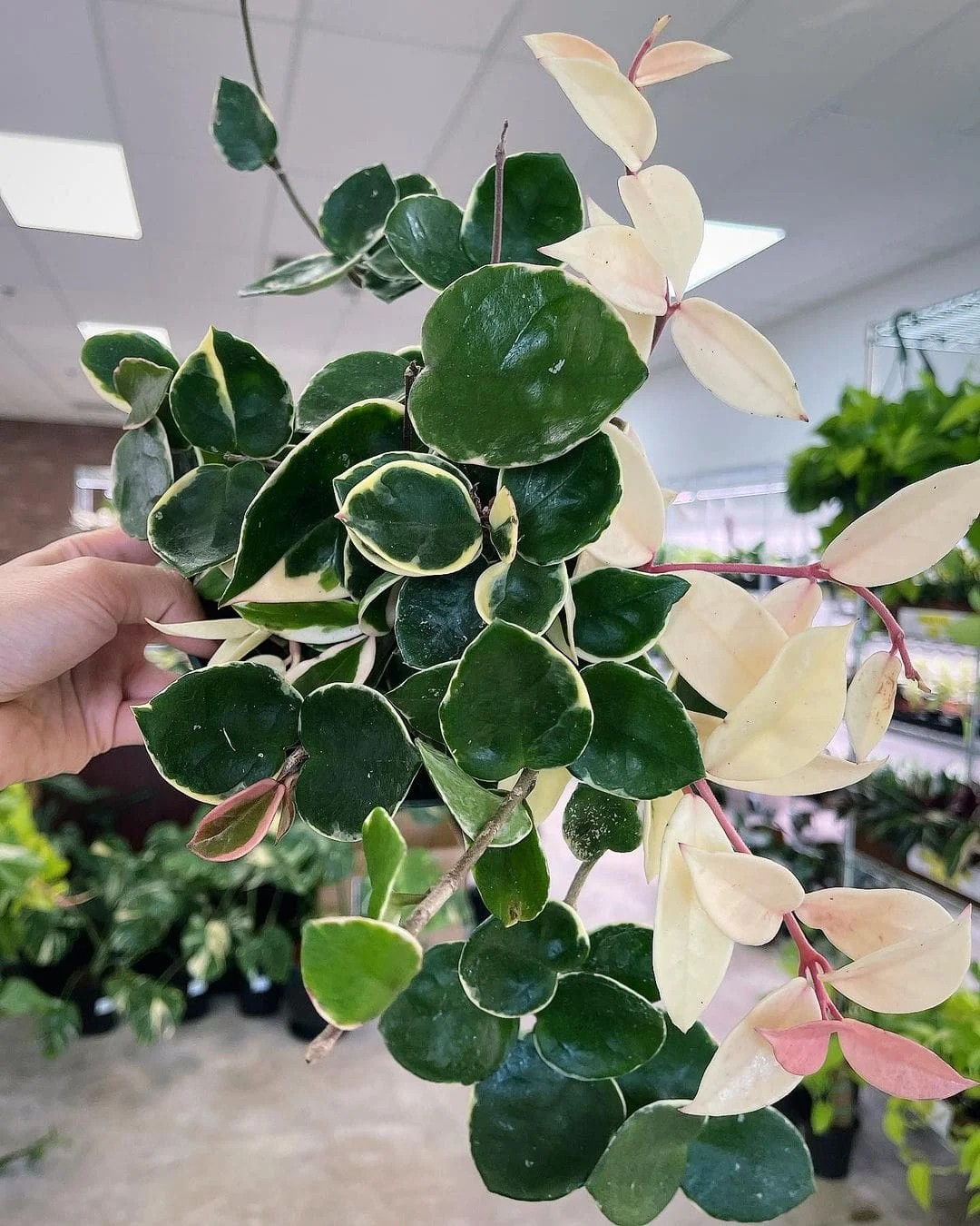 Tricolor Hoya ‘Krimson Queen’