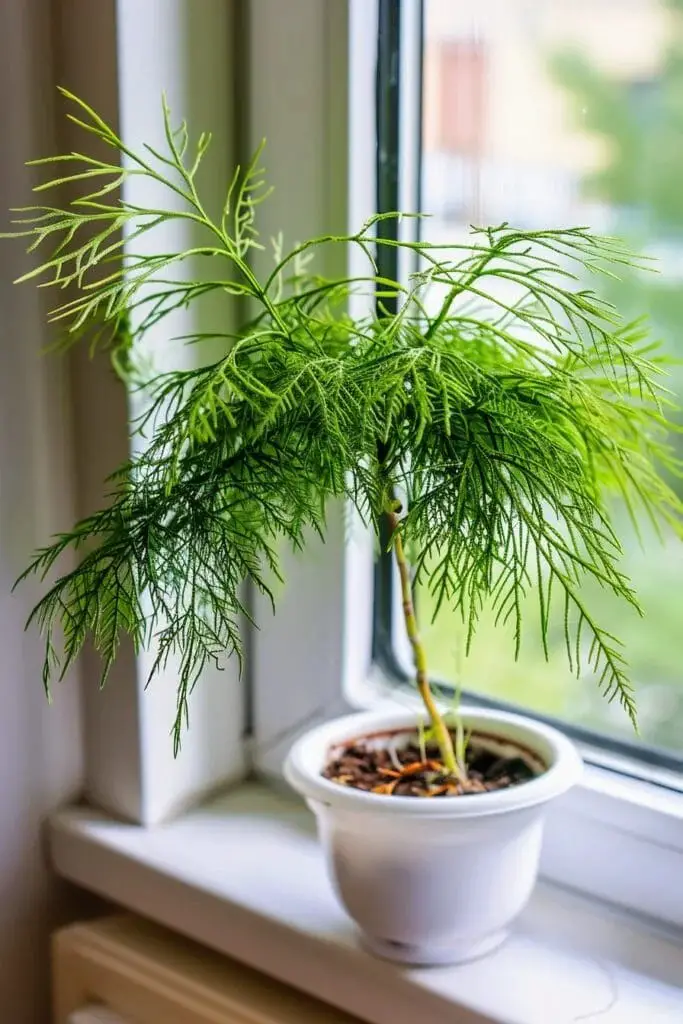 Asparagus Fern (Asparagus Plumosa): The Fluffy Friend