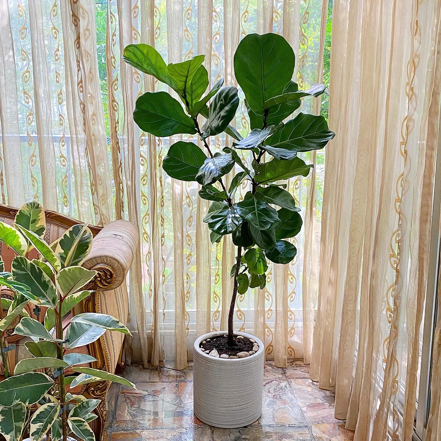 Fiddle-Leaf Fig