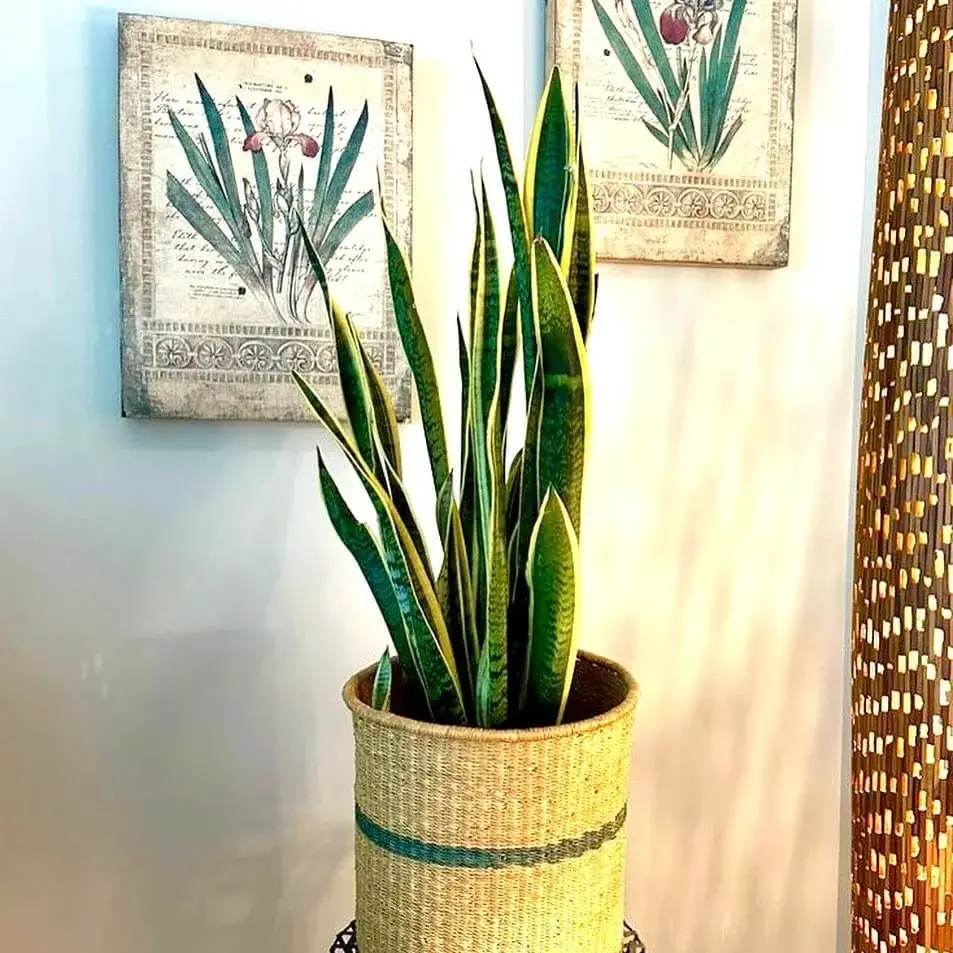 Snake Plant (Sansevieria zeylanica)