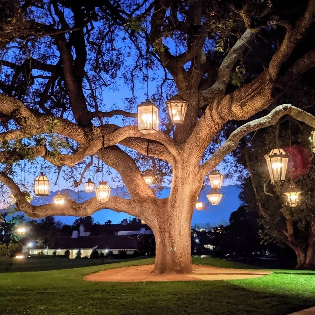 Tree Lighting