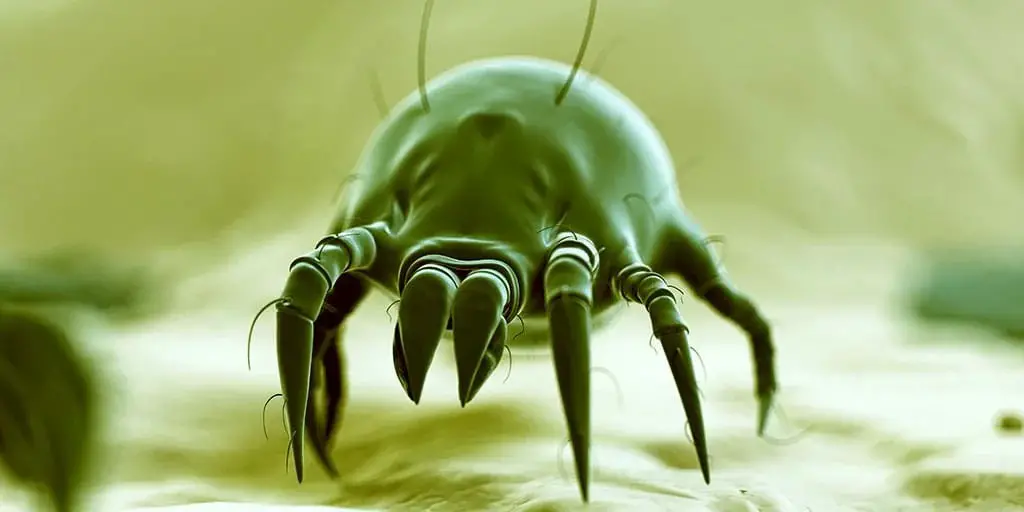 Dust Mites