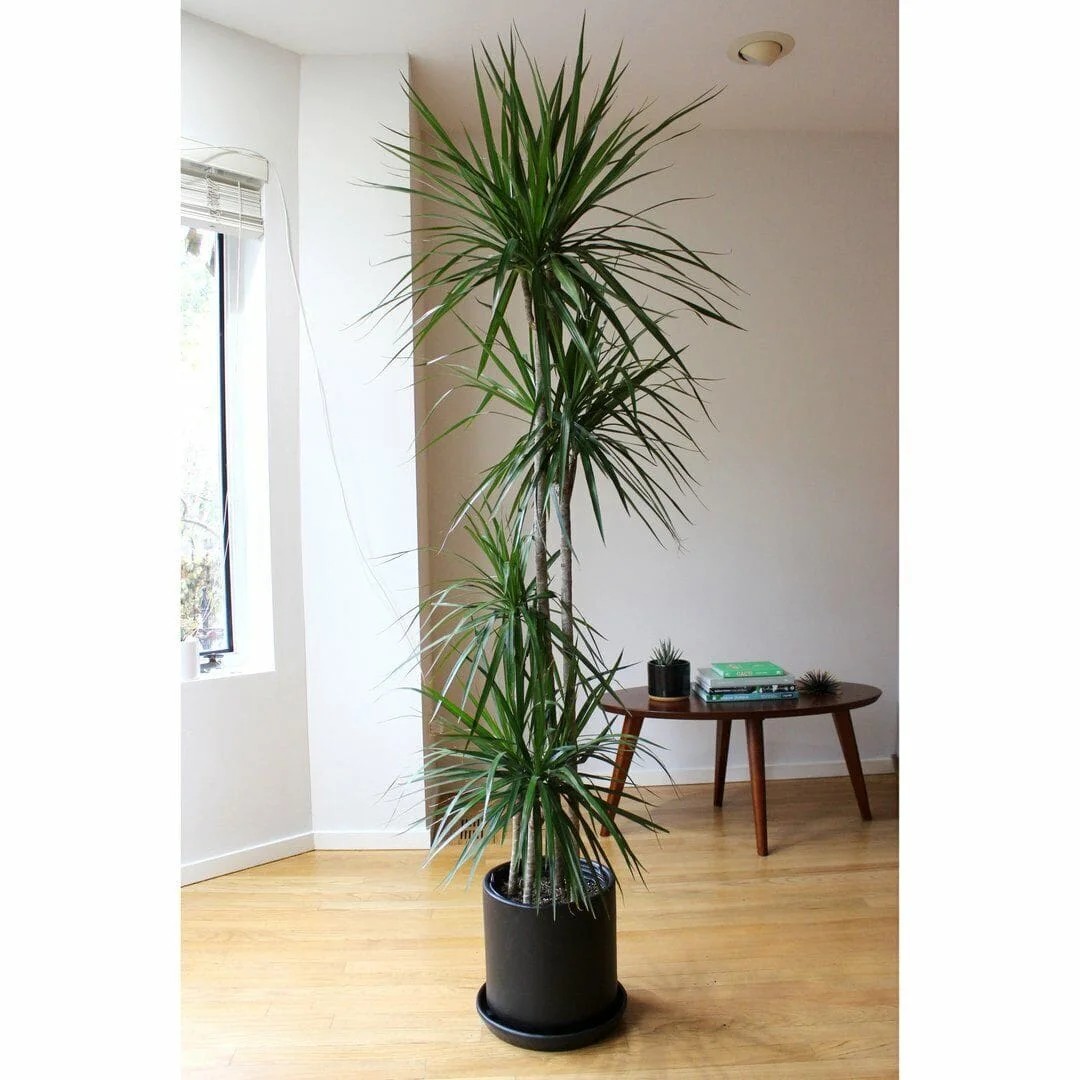 Dracaena