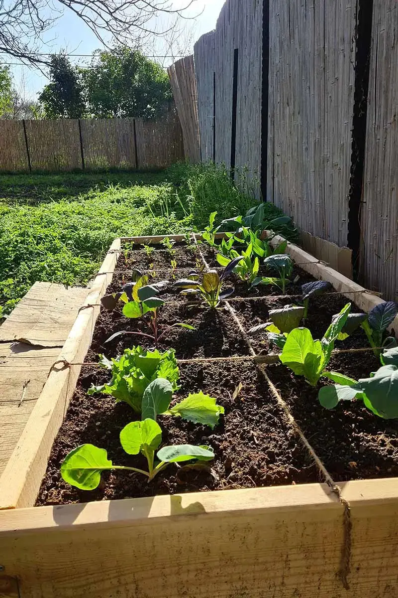 Square Foot Raised Beds