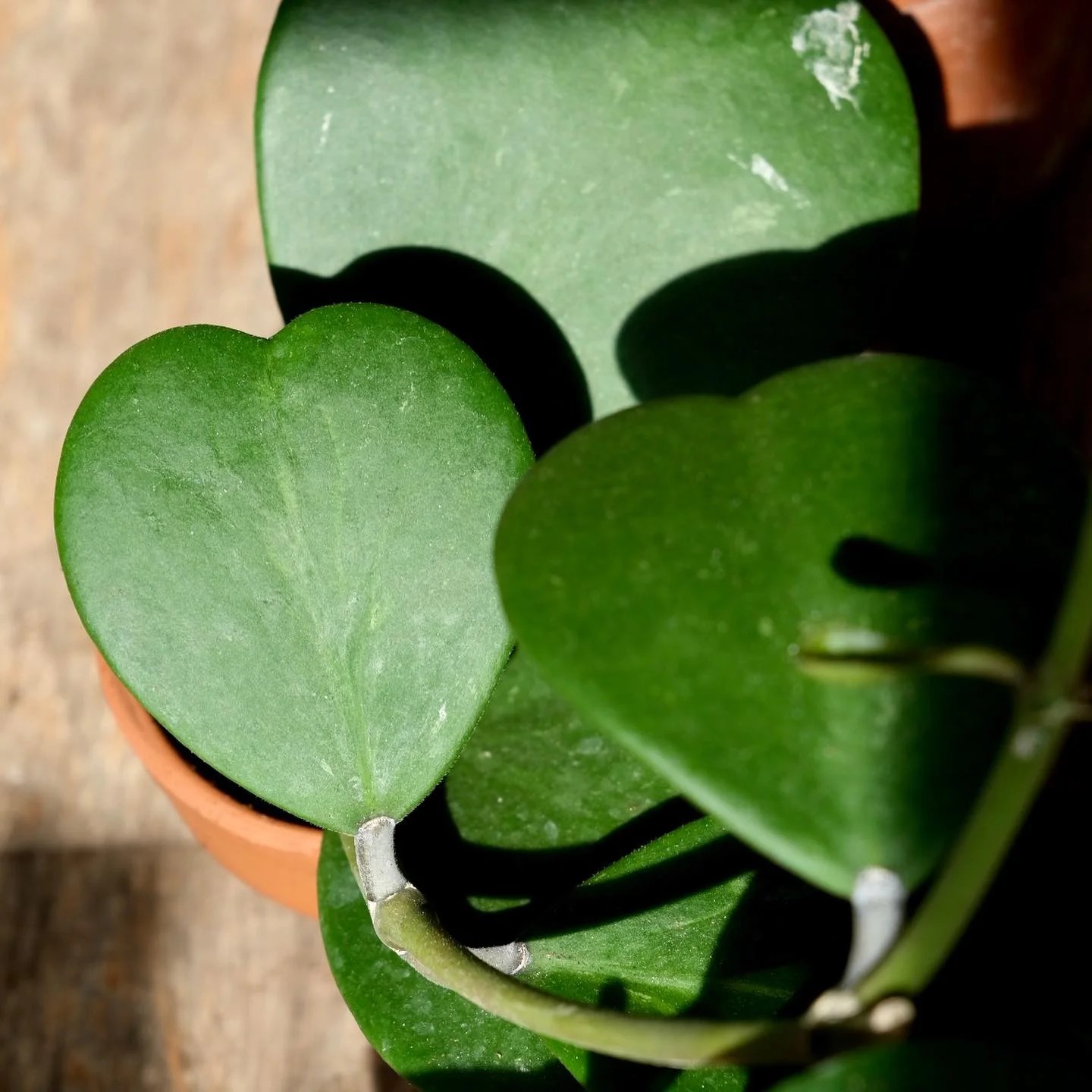 Sweetheart Waxplant