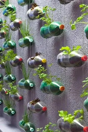 Hanging Bottle Garden